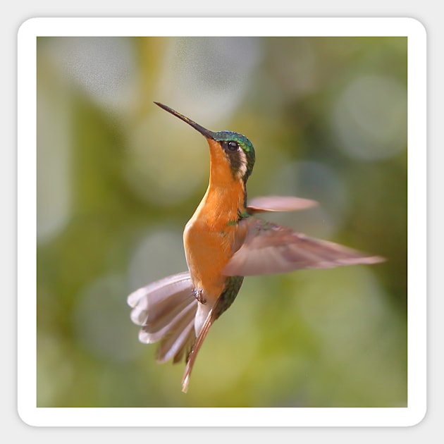 Hummingbird Acrobatics Sticker by Carole-Anne